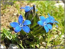 Genziana Alatajpg